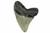 Serrated, Fossil Megalodon Tooth - North Carolina #274014-1